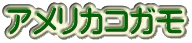 アメリカコガモ